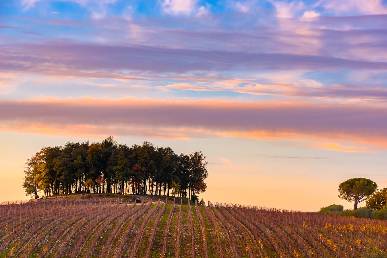 Ridge Vineyards